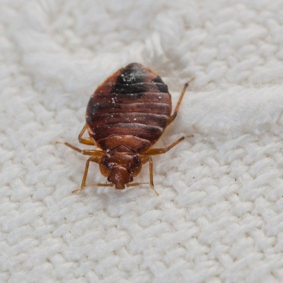 Bed Bugs, Pest Control in Eltham, Mottingham, SE9. Call Now! 020 8166 9746