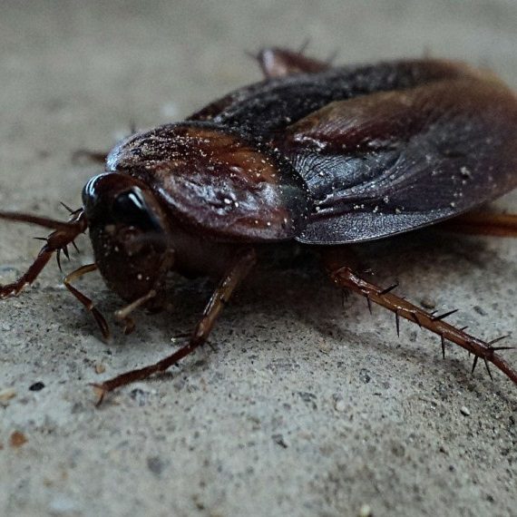 Cockroaches, Pest Control in Eltham, Mottingham, SE9. Call Now! 020 8166 9746