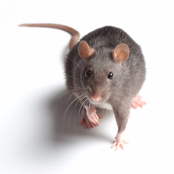 Rats, Pest Control in Eltham, Mottingham, SE9. Call Now! 020 8166 9746
