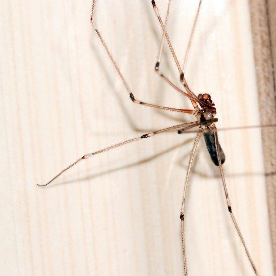 Spiders, Pest Control in Eltham, Mottingham, SE9. Call Now! 020 8166 9746