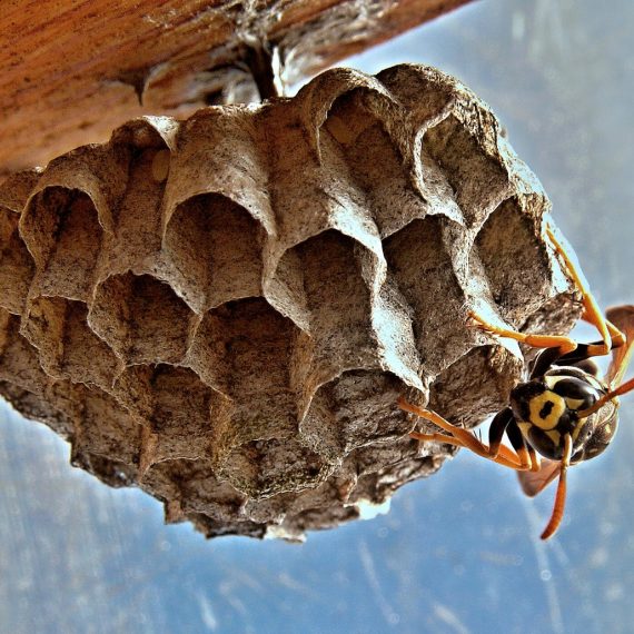 Wasps Nest, Pest Control in Eltham, Mottingham, SE9. Call Now! 020 8166 9746