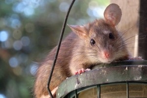 Rat extermination, Pest Control in Eltham, Mottingham, SE9. Call Now 020 8166 9746