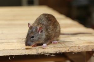 Rodent Control, Pest Control in Eltham, Mottingham, SE9. Call Now 020 8166 9746
