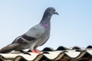 Pigeon Pest, Pest Control in Eltham, Mottingham, SE9. Call Now 020 8166 9746